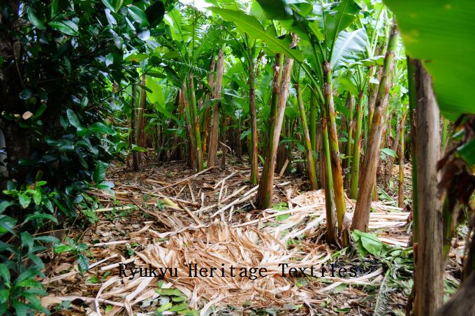 Basho Banana Trees_w